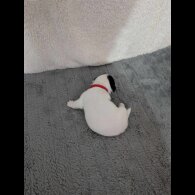 Jack Russell - Both