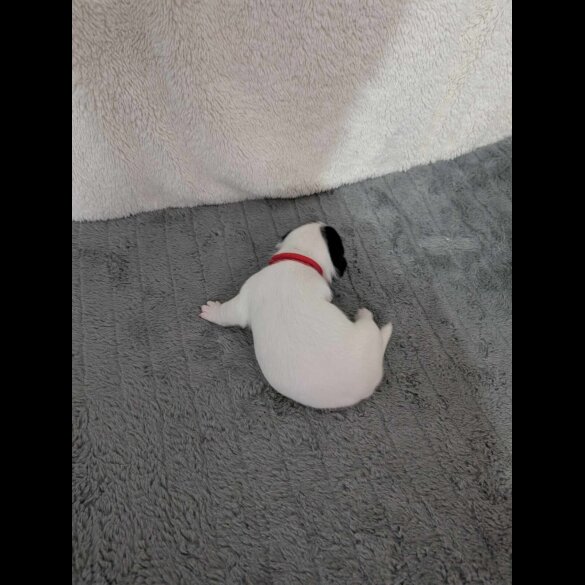 Jack Russell - Both