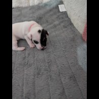 Jack Russell - Both
