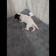 Jack Russell - Both