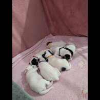 Jack Russell - Both