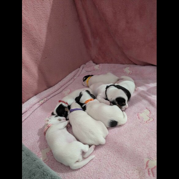 Jack Russell - Both