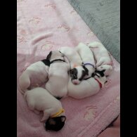 Jack Russell - Both