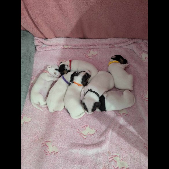 Jack Russell - Both