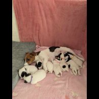 Jack Russell - Both