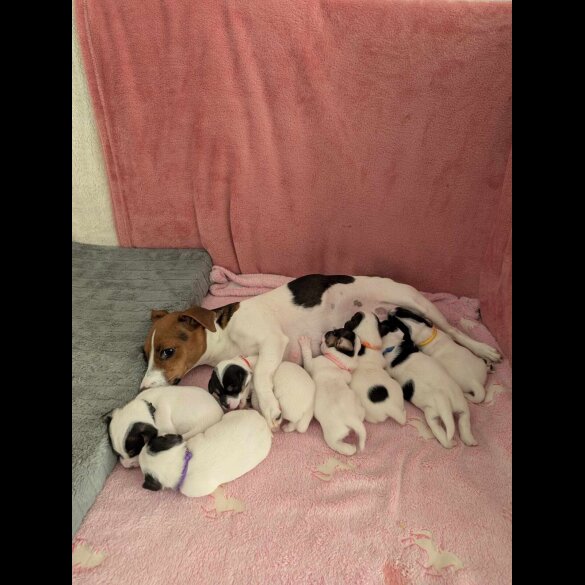 Jack Russell - Both