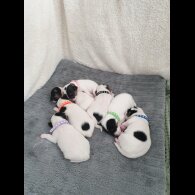 Jack Russell - Both