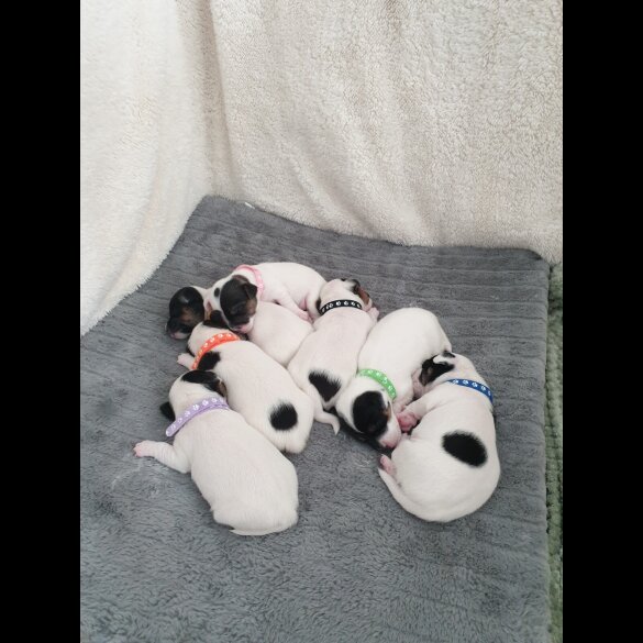 Jack Russell - Both