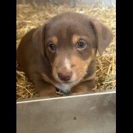 Jack Russell - Dogs