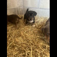 Jack Russell - Dogs