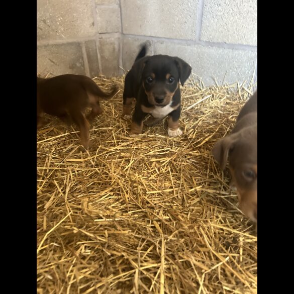 Jack Russell - Dogs
