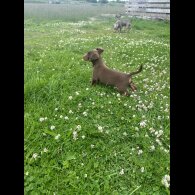 Jack Russell - Dogs