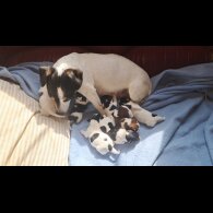 Jack Russell - Both