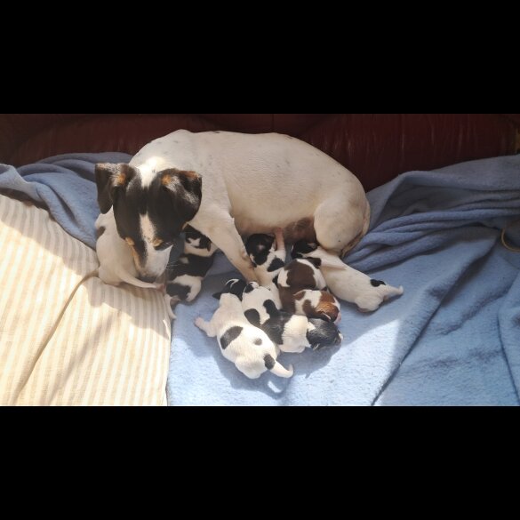 Jack Russell - Both