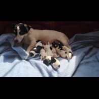 Jack Russell - Both