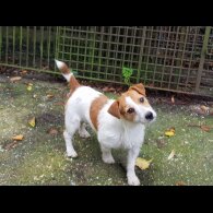 Jack Russell - Both