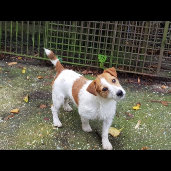 Jack Russell - Both