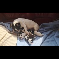 Jack Russell - Both