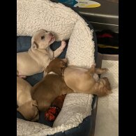 Chihuahua - Bitches