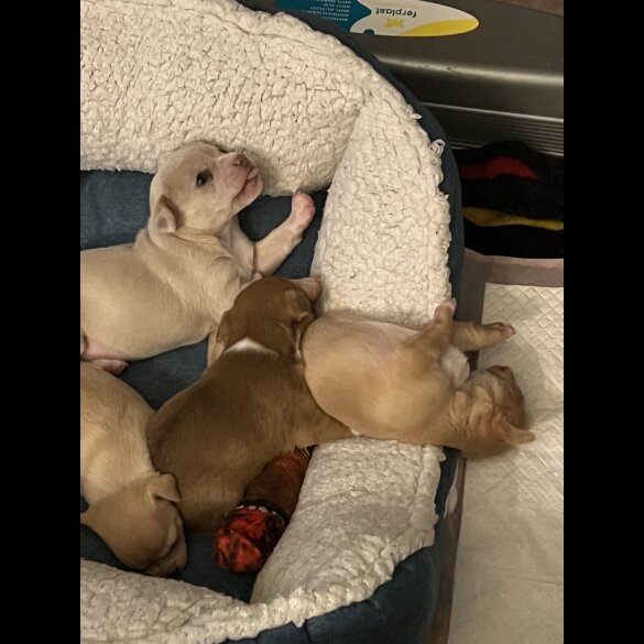 Chihuahua - Bitches
