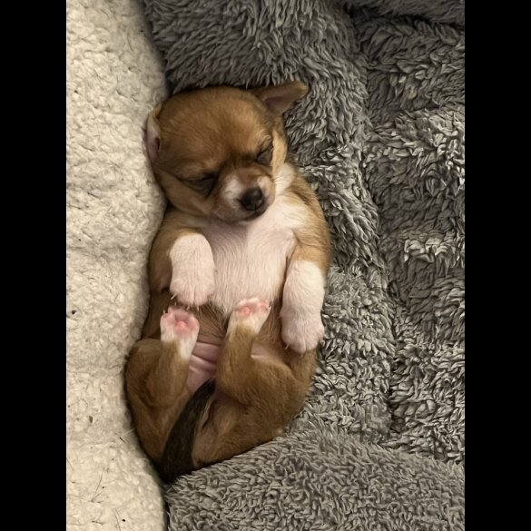 Chihuahua - Bitches