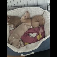 Chihuahua - Bitches