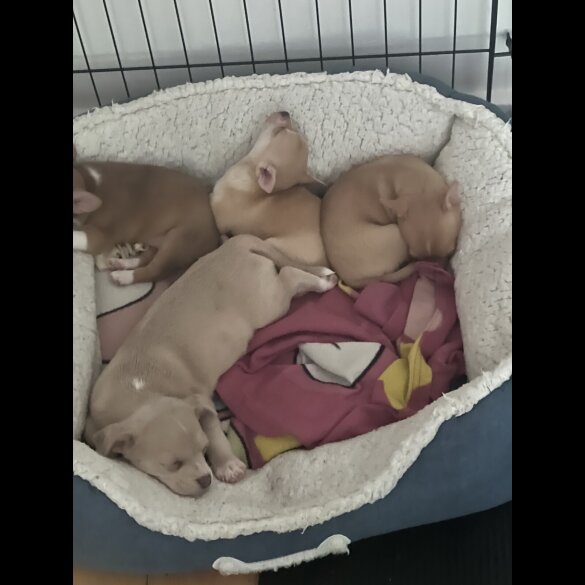 Chihuahua - Bitches