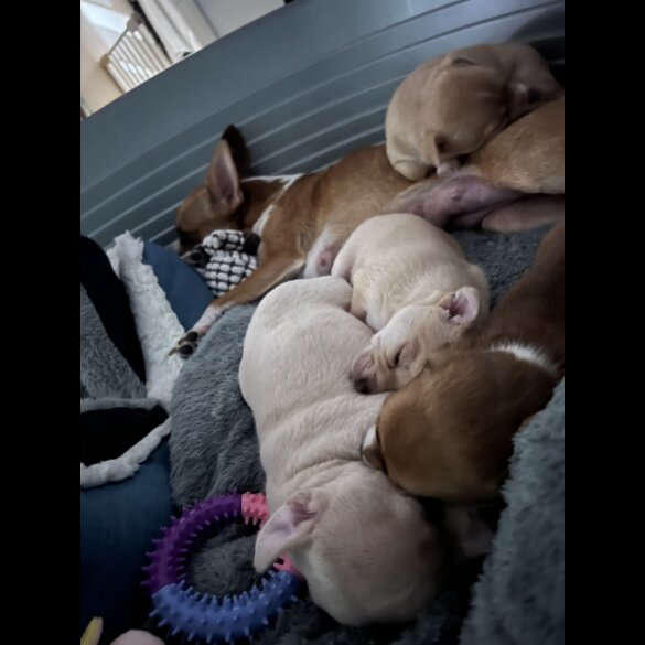 Chihuahua - Bitches