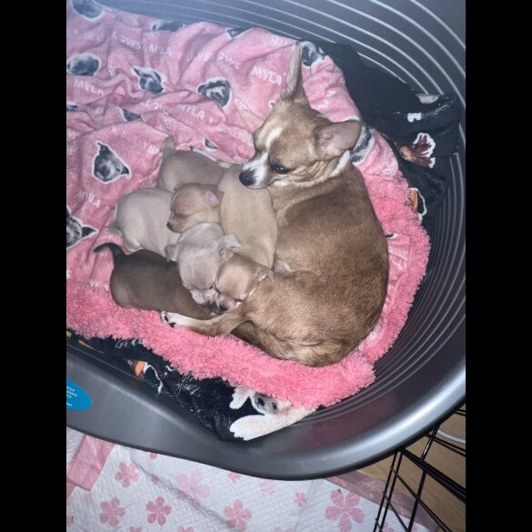 Chihuahua - Bitches