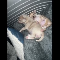 Chihuahua - Bitches