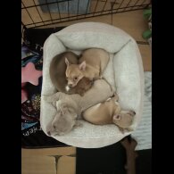 Chihuahua - Bitches