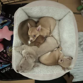 Chihuahua - Bitches