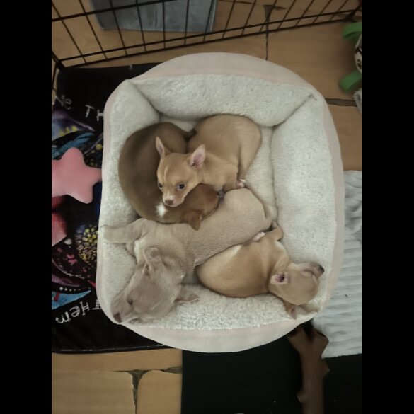 Chihuahua - Bitches