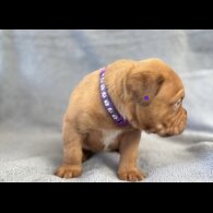 Dogue De Bordeaux - Both