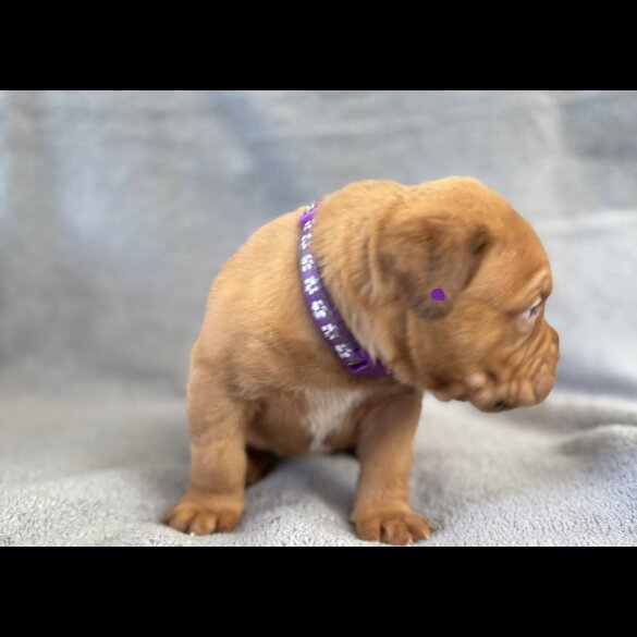 Dogue De Bordeaux - Both