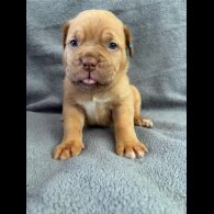 Dogue De Bordeaux - Both