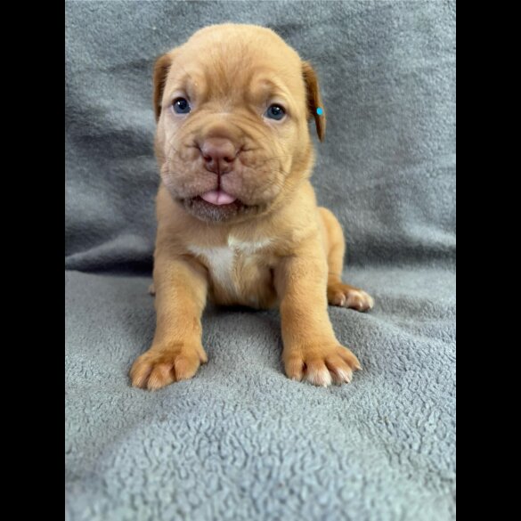 Dogue De Bordeaux - Both