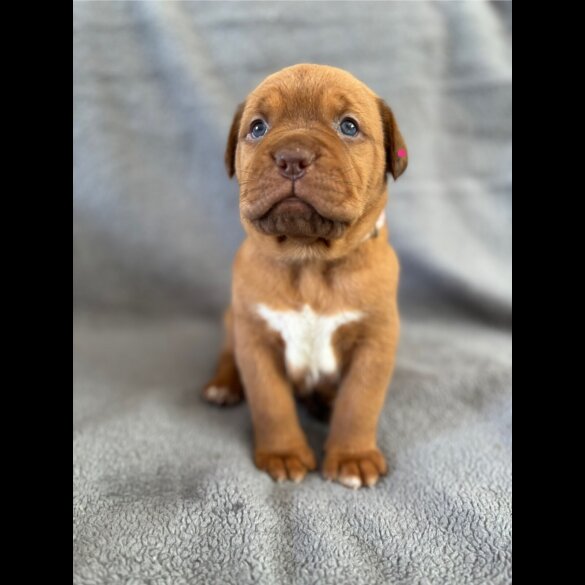 Dogue De Bordeaux - Both