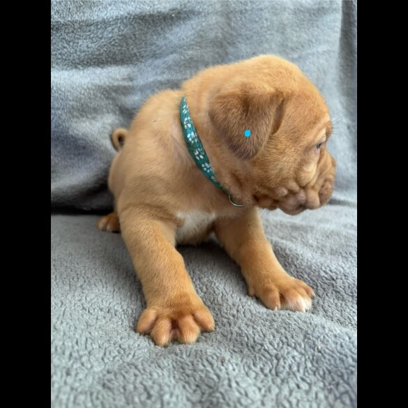 Dogue De Bordeaux - Both