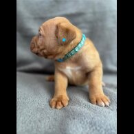 Dogue De Bordeaux - Both