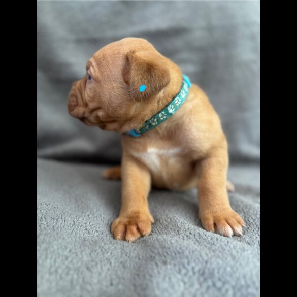 Dogue De Bordeaux - Both