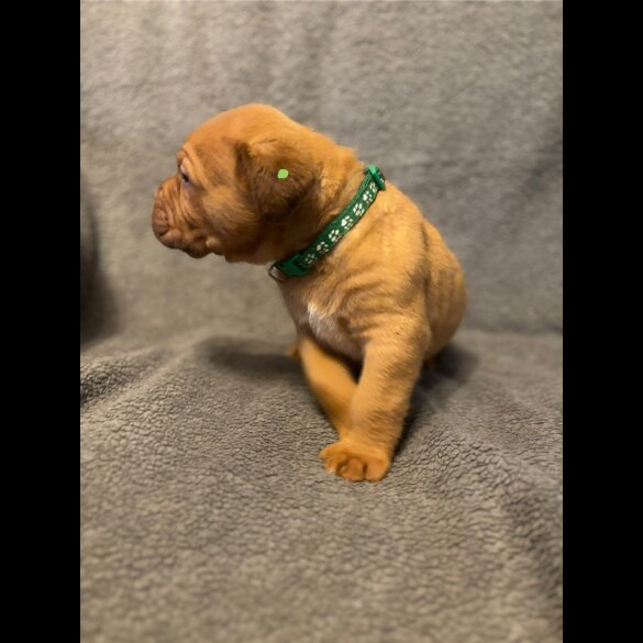 Dogue De Bordeaux - Both