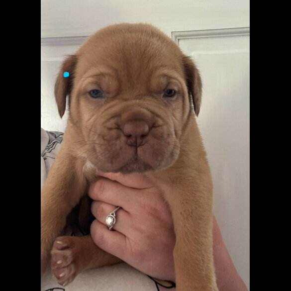 Dogue De Bordeaux - Both