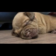 Dogue De Bordeaux - Both