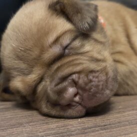Dogue De Bordeaux - Both