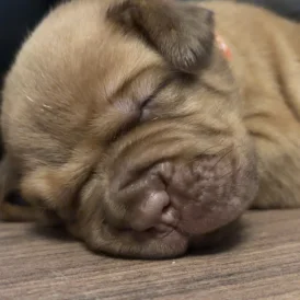 Dogue De Bordeaux - Both