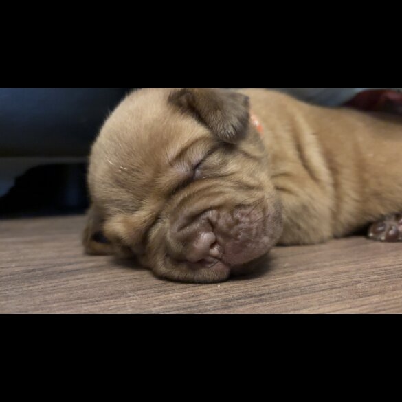 Dogue De Bordeaux - Both