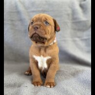Dogue De Bordeaux - Both
