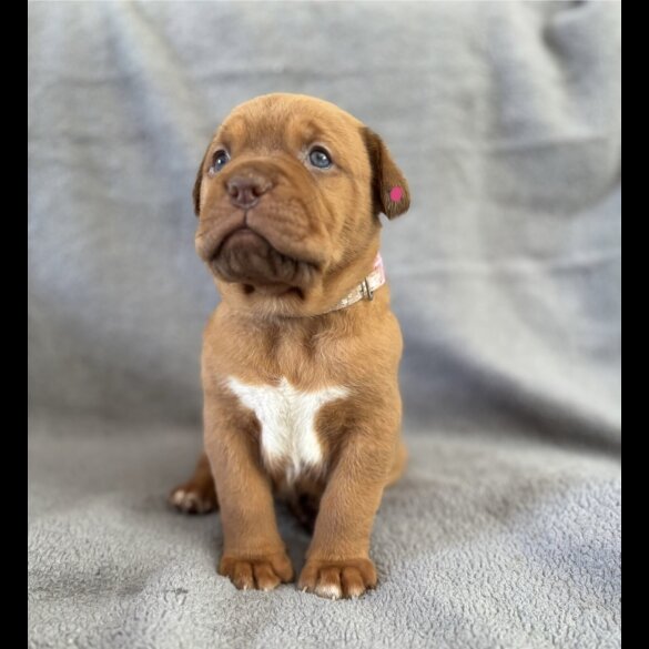 Dogue De Bordeaux - Both