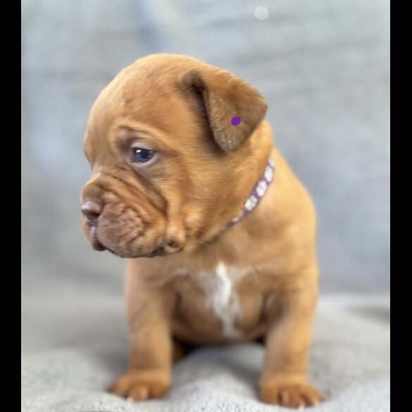 Dogue De Bordeaux - Both